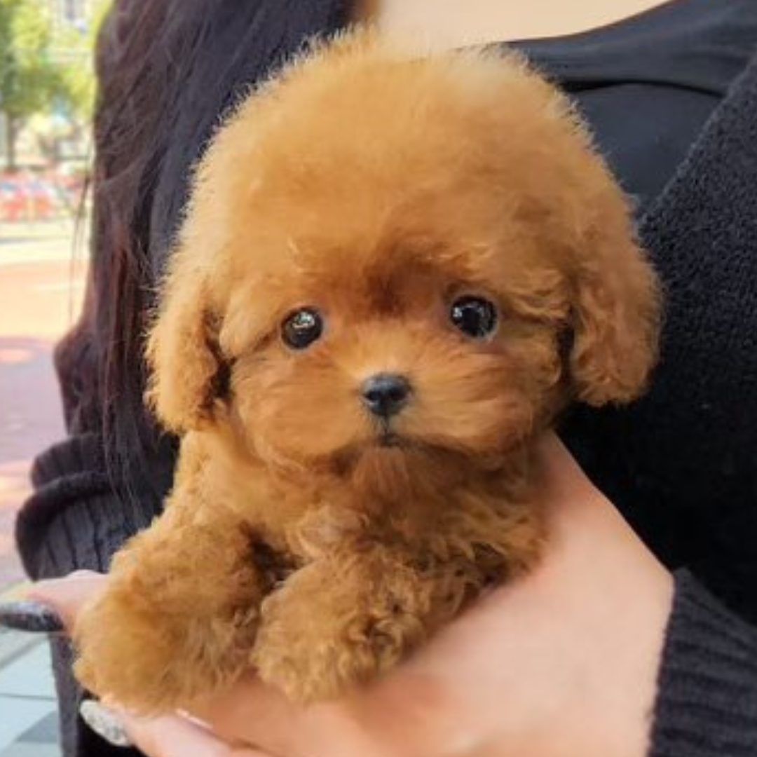 Chocolate Teacup Poodle
