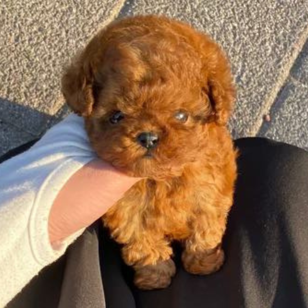 Chocolate Teacup Poodle