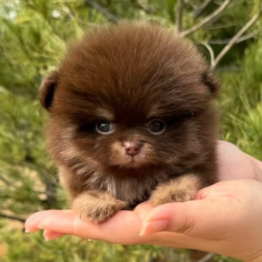 Chocolate Tan Teacup Pomeranian (male)