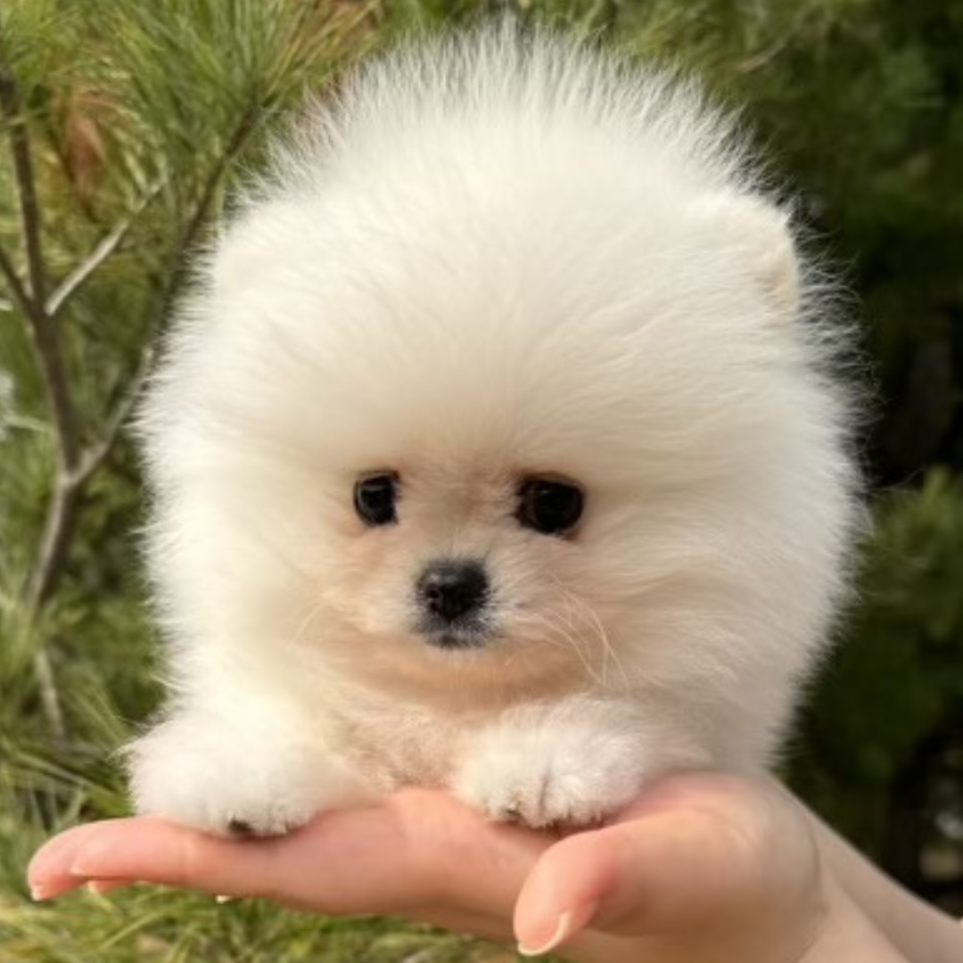 White Teacup Pomeranian (female)
