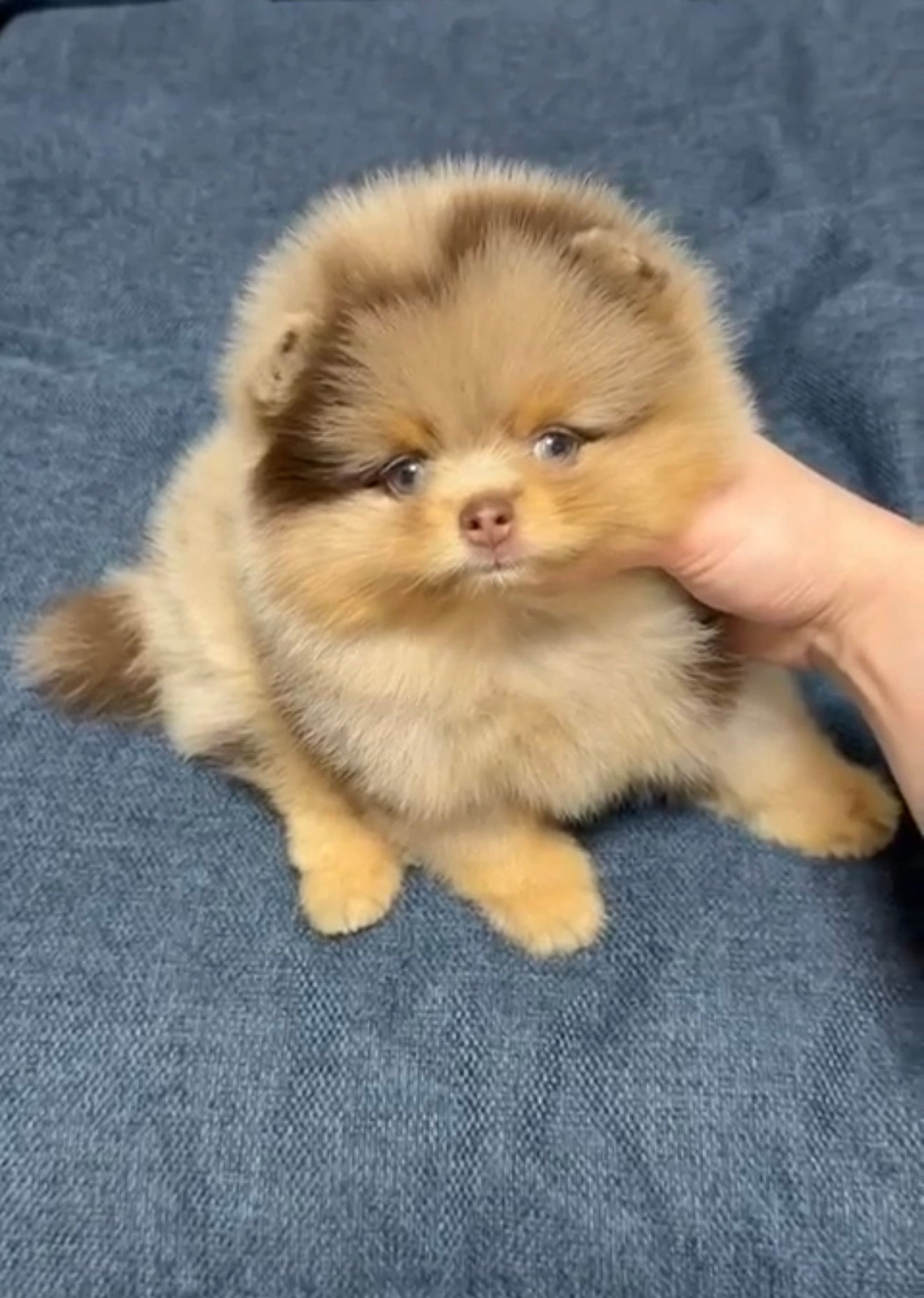 Chocolate Blue-Eyed Pomeranian Teddy Bear