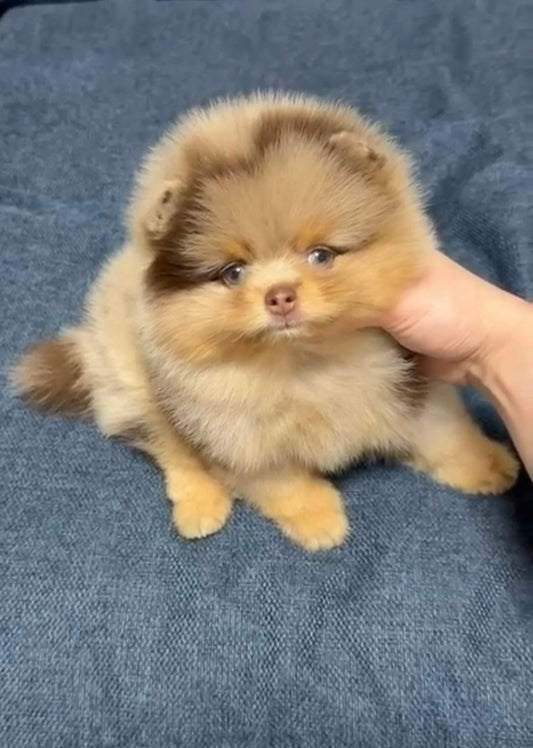 Chocolate Blue-Eyed Pomeranian Teddy Bear