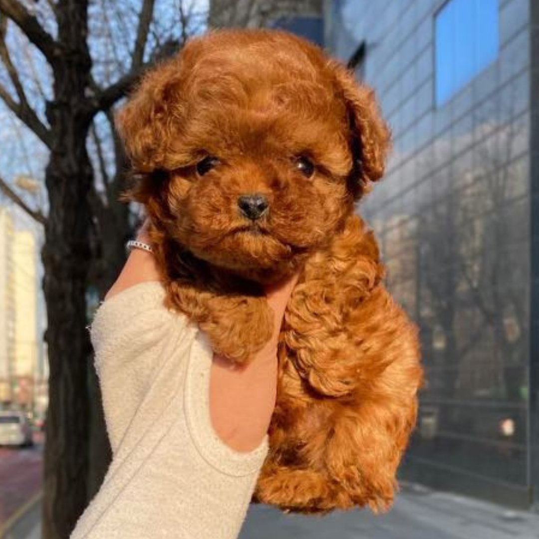Chocolate Teacup Poodle