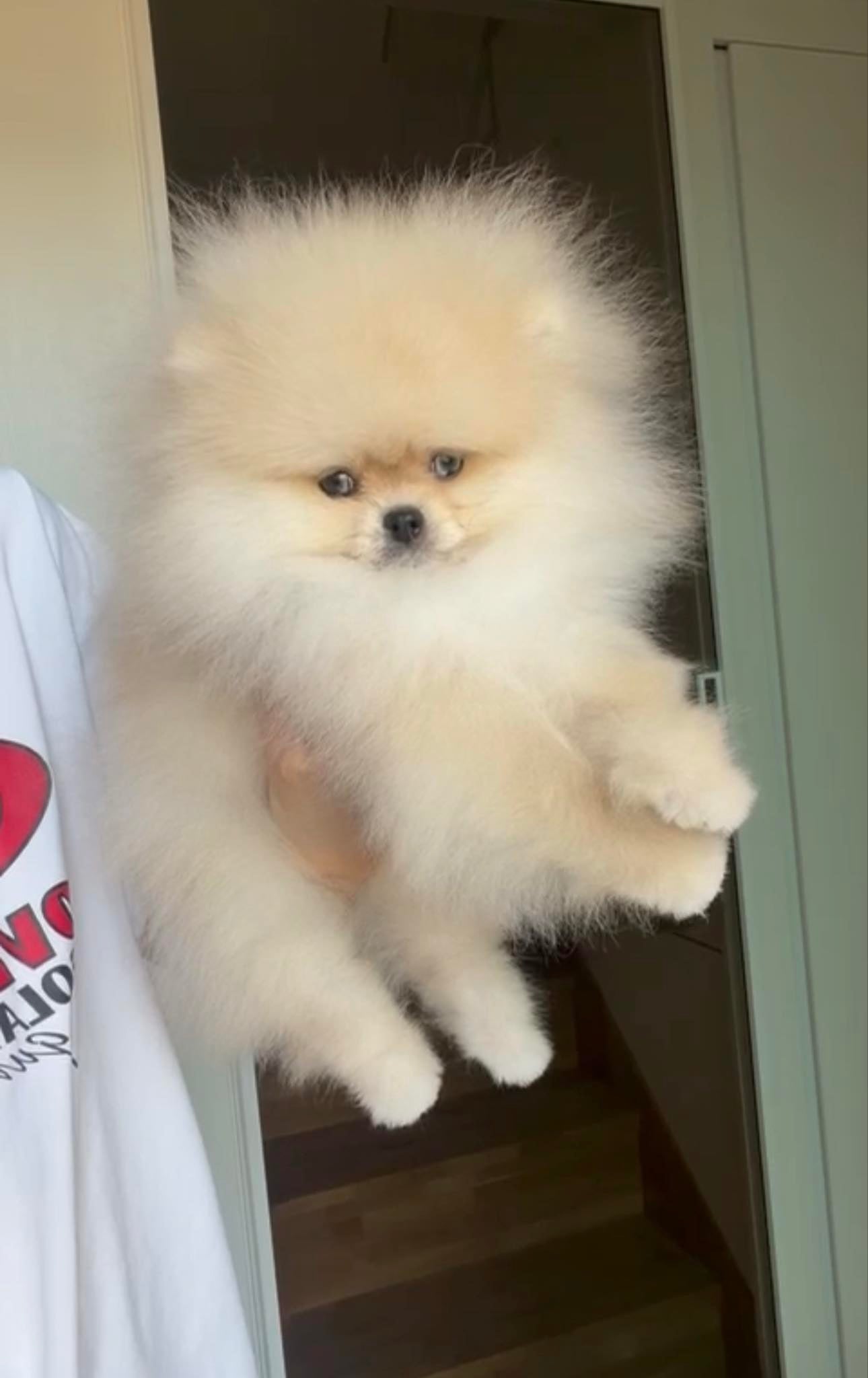 White Pomeranian Teddy Bear