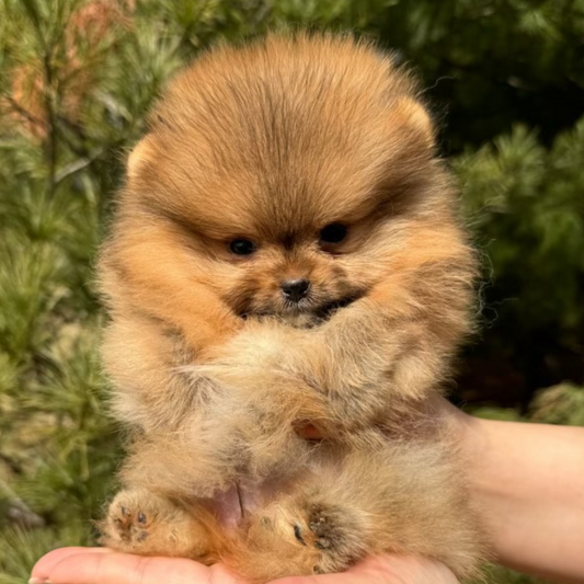 Orange Bear Face Pomeranian (male)