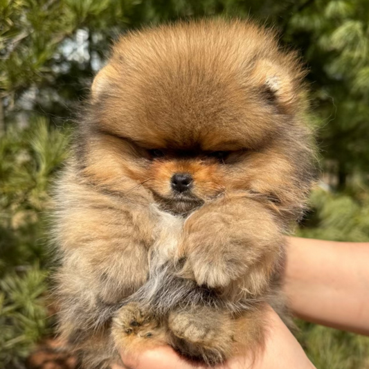 Orange Teacup Pomeranian (male)