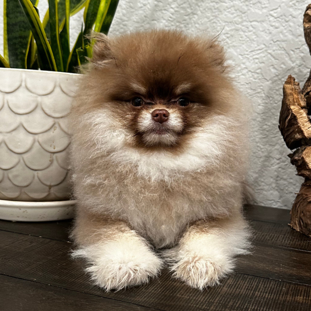 Stud Services Frensace Pomeranian stud-services-frensace-pomeranian